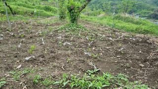 정재오님의 5월 내 작물 자랑하기 · 참여글 작성글 사진