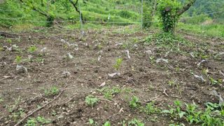 정재오님의 5월 내 작물 자랑하기 · 참여글 작성글 사진