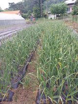 팜모닝 자유주제·자유게시판 게시글 이미지