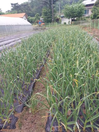 오영균 님의 자유주제 · 자유게시판 작성글 사진