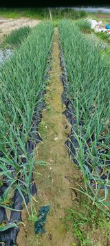 팜모닝 5월 내 작물 자랑하기·참여글 게시글 이미지