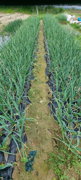 희망농부58님의 5월 내 작물 자랑하기 · 참여글 작성글 사진