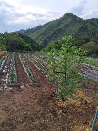 매운국수님의 5월 내 작물 자랑하기 · 참여글 작성글 사진