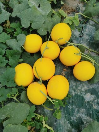 청춘농장님의 팜모닝 · 출석 작성글 사진