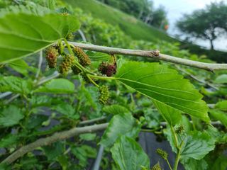 정영기대산축산농부♡님의 5월 내 작물 자랑하기 · 참여글 작성글 사진