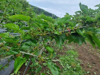 정영기대산축산농부♡님의 5월 내 작물 자랑하기 · 참여글 작성글 사진