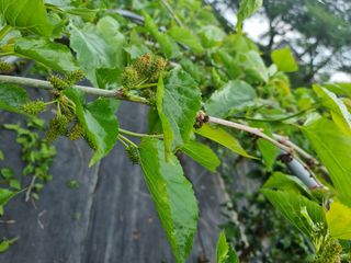 정영기대산축산농부♡님의 5월 내 작물 자랑하기 · 참여글 작성글 사진