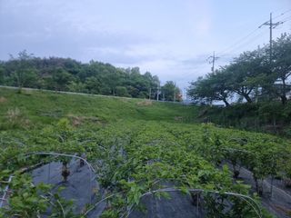 정영기대산축산농부♡님의 5월 내 작물 자랑하기 · 참여글 작성글 사진