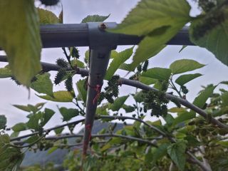 정영기대산축산농부♡님의 5월 내 작물 자랑하기 · 참여글 작성글 사진