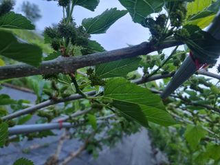정영기대산축산농부♡님의 5월 내 작물 자랑하기 · 참여글 작성글 사진