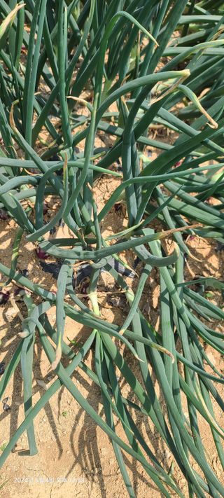 이용우님의 5월 내 작물 자랑하기 · 참여글 작성글 사진