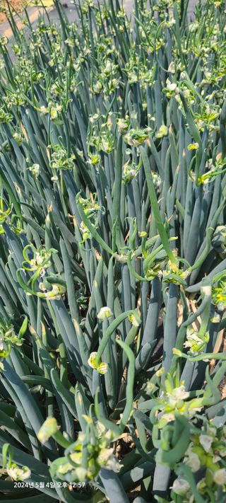 이용우님의 5월 내 작물 자랑하기 · 참여글 작성글 사진