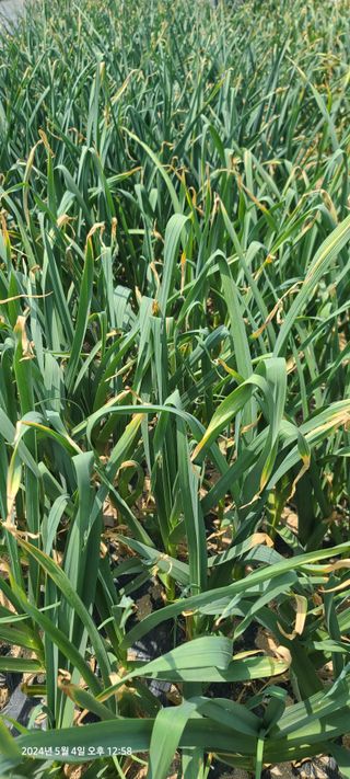 이용우님의 5월 내 작물 자랑하기 · 참여글 작성글 사진