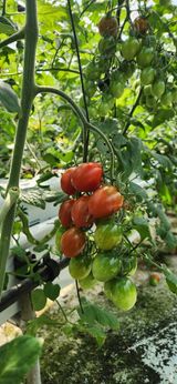 팜모닝 5월 내 작물 자랑하기·참여글 게시글 이미지