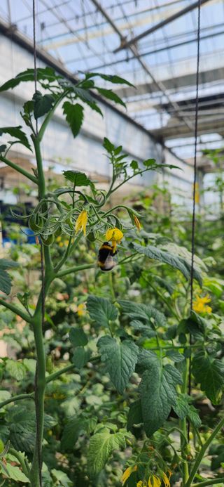 mr.최 다라팜님의 5월 내 작물 자랑하기 · 참여글 작성글 사진