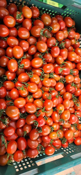 mr.최 다라팜님의 5월 내 작물 자랑하기 · 참여글 작성글 사진