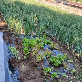 박지성 님의 5월 내 작물 자랑하기 · 참여글 작성글 사진