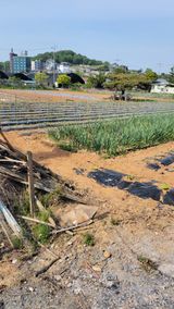 팜모닝 5월 내 작물 자랑하기·참여글 게시글 이미지