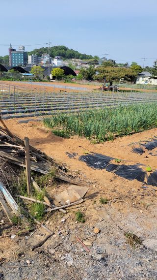 들미기농장님의 5월 내 작물 자랑하기 · 참여글 작성글 사진