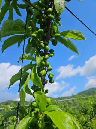 기조자두농님의 5월 내 작물 자랑하기 · 참여글 작성글 사진