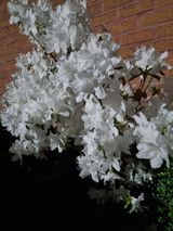 팜모닝 5월 내 작물 자랑하기·참여글 게시글 이미지