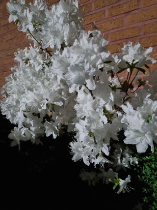 늑대와천사님의 5월 내 작물 자랑하기 · 참여글 작성글 사진