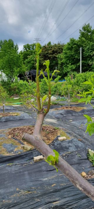 윤섭님의 농사, 무엇이든 물어보세요! · 참여글 작성글 사진