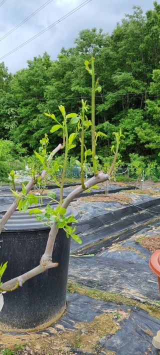 윤섭님의 농사, 무엇이든 물어보세요! · 참여글 작성글 사진