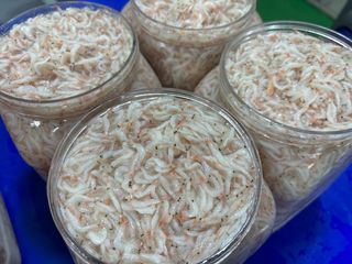 목포 물좋은수산님의 5월 내 작물 자랑하기 · 참여글 작성글 사진