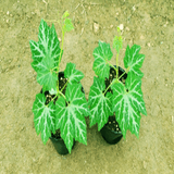 팜모닝 · 게시글 이미지