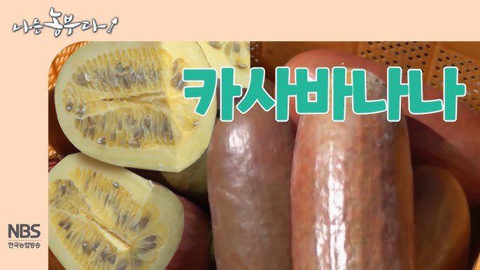 보미어르신님의 장터 판매 상품 [(마감)카사바나나모종] 첨부 사진