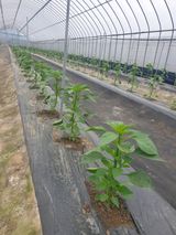 팜모닝 5월 내 작물 자랑하기·참여글 게시글 이미지