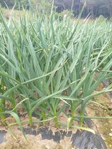 팜모닝 5월 내 작물 자랑하기·참여글 게시글 이미지