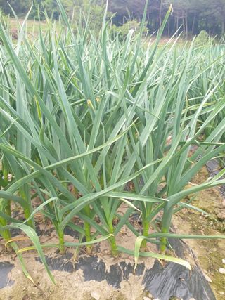 신태상님의 5월 내 작물 자랑하기 · 참여글 작성글 사진