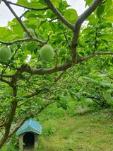 팜모닝 매실·영농일지 게시글 이미지