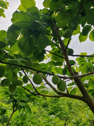 두릅나무17730님의 매실 · 영농일지 작성글 사진