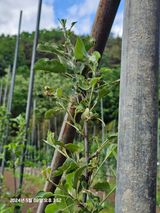 팜모닝 사과·병해충상담 게시글 이미지