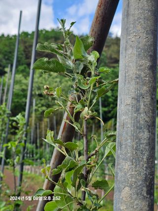 알 수 없음님의 사과 · 병해충상담 작성글 사진