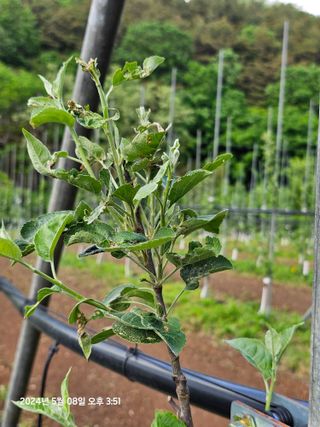 알 수 없음님의 사과 · 병해충상담 작성글 사진