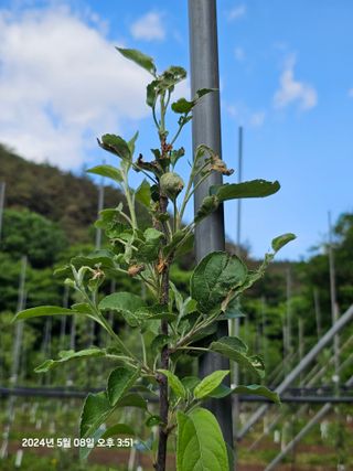 알 수 없음님의 사과 · 병해충상담 작성글 사진