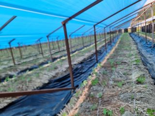 심상진님의 5월 내 작물 자랑하기 · 참여글 작성글 사진