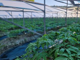 심상진님의 5월 내 작물 자랑하기 · 참여글 작성글 사진