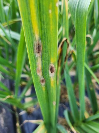 풀빛정원님의 마늘 · 병해충상담 작성글 사진