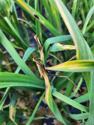 풀빛정원님의 마늘 · 병해충상담 작성글 사진