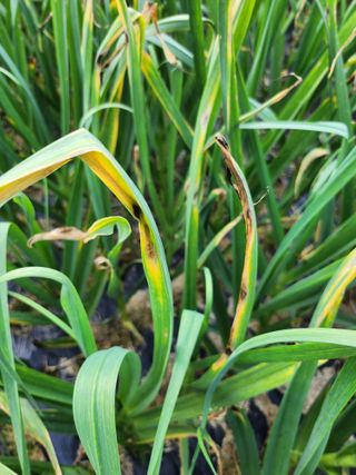 풀빛정원님의 마늘 · 병해충상담 작성글 사진