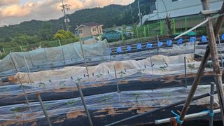 영이님의 고추 · 영농일지 작성글 사진