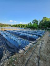 팜모닝 고추·영농일지 게시글 이미지