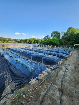 이상준님의 고추 · 영농일지 작성글 사진
