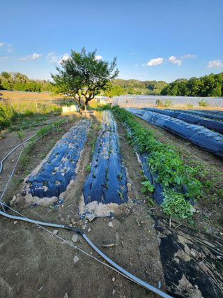 이상준님의 고추 · 영농일지 작성글 사진