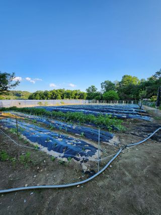 이상준님의 고추 · 영농일지 작성글 사진